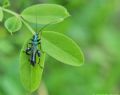 Oedemera nobilis